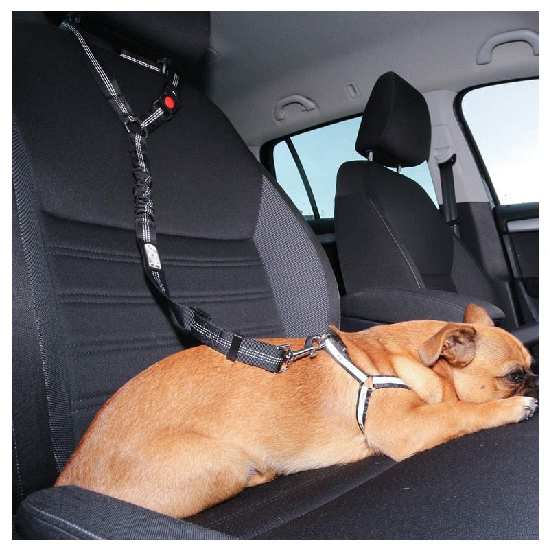 Do Dogs Have to Wear Seat Belts in Australia? Your Ultimate Guide